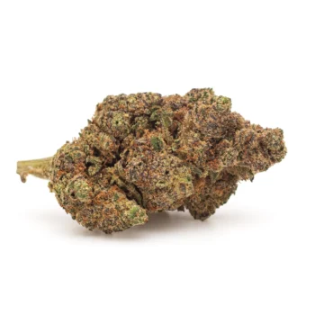 Vue rapprochée des fleurs CBD premium Girl Scout Cookies (GSC), mettant en valeur la densité. Cultivée en indoor avec un arôme sucré et un taux de THC légal.