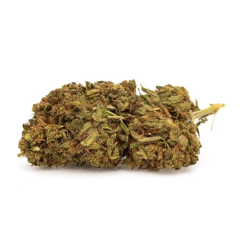 Fleur de CBD Sunset Sherbet indoor, aux reflets vert foncé et touches ambrées, variété premium chez Amsterdam Quality.