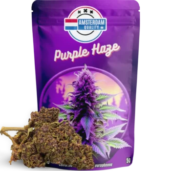 Fleurs CBD premium Purple Haze, variété Indoor aux teintes violettes et vertes. Saveurs fruitées et sucrées avec des notes de baies. Effet énergisant et euphorisant. Taux de THC inférieur à 0,3 %, conforme aux réglementations européennes.