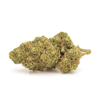 Fleur de CBD Super Lemon indoor, aux tons verts et orangés, illustrant la qualité premium de cette variété chez Amsterdam Quality.