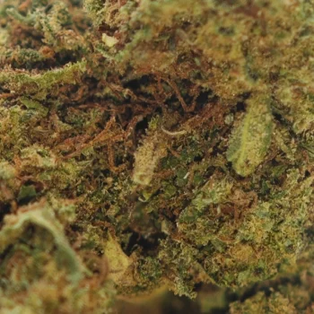 Fleur CBD Banana Kush Glasshouse, arôme tropical intense, relaxation profonde, prix ultra compétitif.