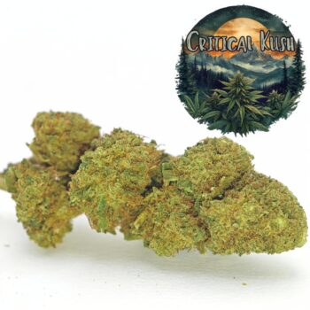 Amsterdam Quality | Boutique CBD Premium 28 Fleur CBD Critical Kush cultivée en Glasshouse, reconnue pour ses arômes épicés et boisés. Produit riche en CBD avec des fleurs compactes et résineuses, issu des sélections Amsterdam Quality.