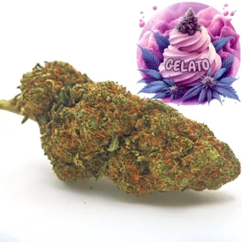 Amsterdam Quality | Boutique CBD Premium 30 Fleur CBD Gelato cultivée en Glasshouse, appréciée pour ses saveurs sucrées et crémeuses. Fleurs aux nuances vives avec une forte concentration en CBD, proposées par Amsterdam Quality.