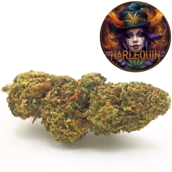 Amsterdam Quality | Boutique CBD Premium 32 Fleur CBD Harlequin issue de culture Glasshouse, riche en CBD et reconnue pour ses notes florales et terreuses. Fleurs aérées mais compactes, idéales pour une relaxation naturelle, disponibles chez Amsterdam Quality.