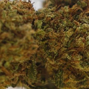 Fleur CBD Harlequin Glasshouse, effet équilibré, arômes boisés et épicés, prix imbattable.