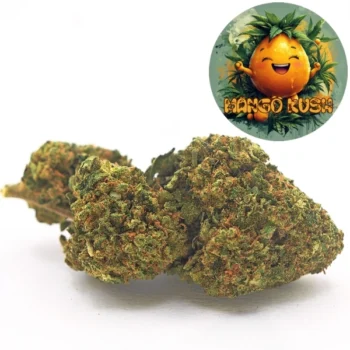 Amsterdam Quality | Boutique CBD Premium 34 Fleur CBD Mango Kush cultivée en Glasshouse, aux arômes tropicaux rappelant la mangue. Fleurs lumineuses et denses, riches en CBD, soigneusement sélectionnées par Amsterdam Quality.