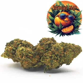 Amsterdam Quality | Boutique CBD Premium 36 Fleur CBD Orange Bud issue de culture Glasshouse, reconnue pour ses saveurs zestées et fruitées. Fleurs compactes avec des pistils orangés, riches en CBD et triées par Amsterdam Quality.