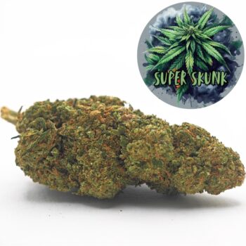Amsterdam Quality | Boutique CBD Premium 38 Gros plan d'un bourgeon de cannabis Super Skunk, présentant des trichomes et des nuances vertes et orangées