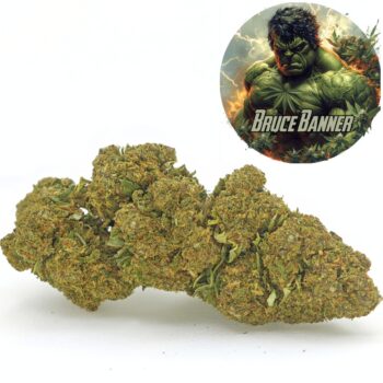 Amsterdam Quality | Boutique CBD Premium 26 Fleur de CBD Bruce Banner cultivée en Glasshouse, offrant des notes terreuses et fruitées. Fleurs denses avec des teintes vert vif et une haute teneur en CBD, sélectionnées par Amsterdam Quality.