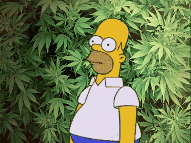homer simpson weed