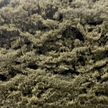 dry sift cbd amnesia amsterdam quality gros plan