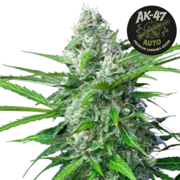 AK-47 Auto (Graines de Cannabis Autofloraison)
