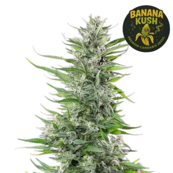 Banana Kush (Graines de Cannabis Féminisées)
