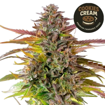 Cookies Cream (Graines de Cannabis Féminisées)