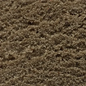 gros plan black bombay